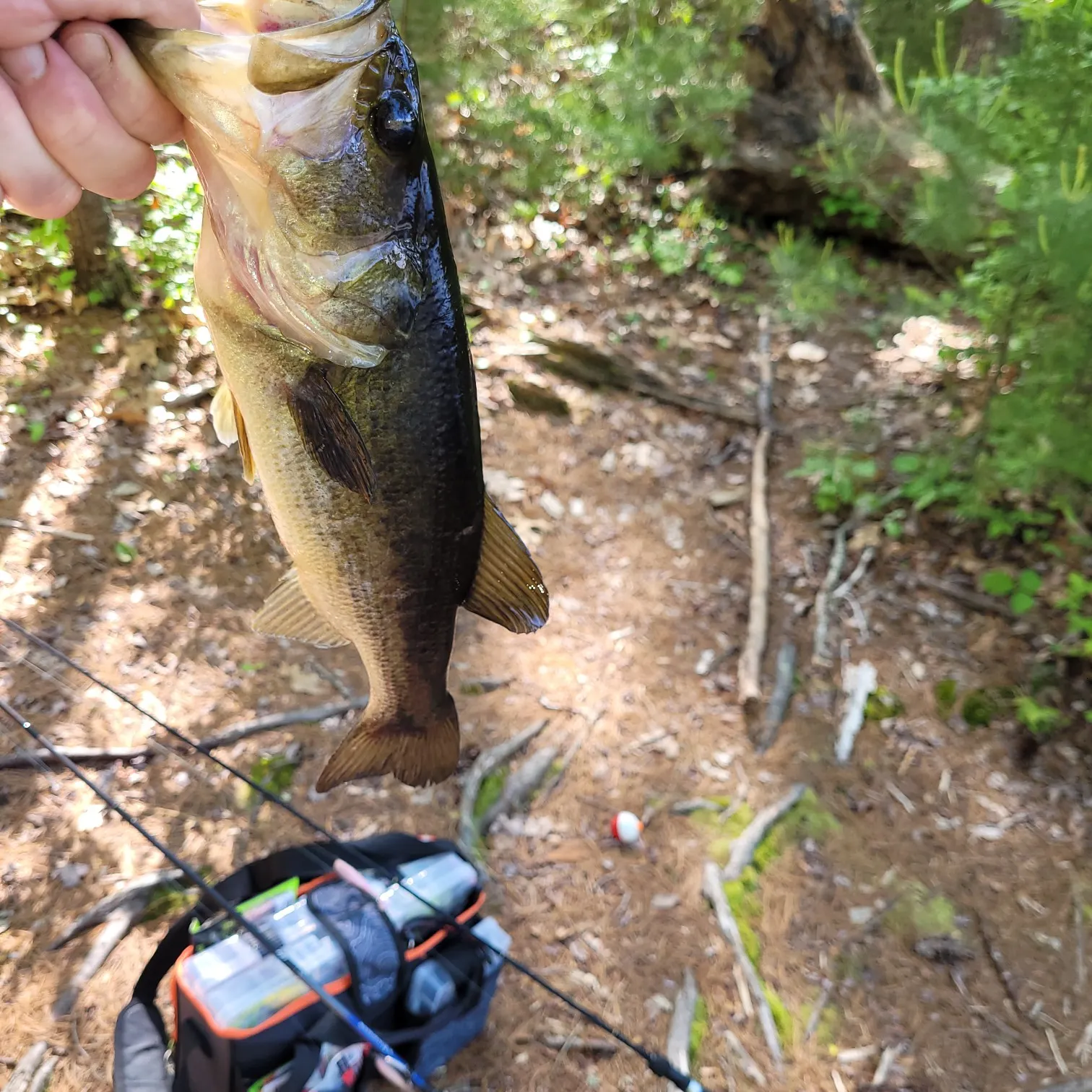 ᐅ Egger Bog Pond fishing reports🎣• Lakeville, MA (United States) fishing