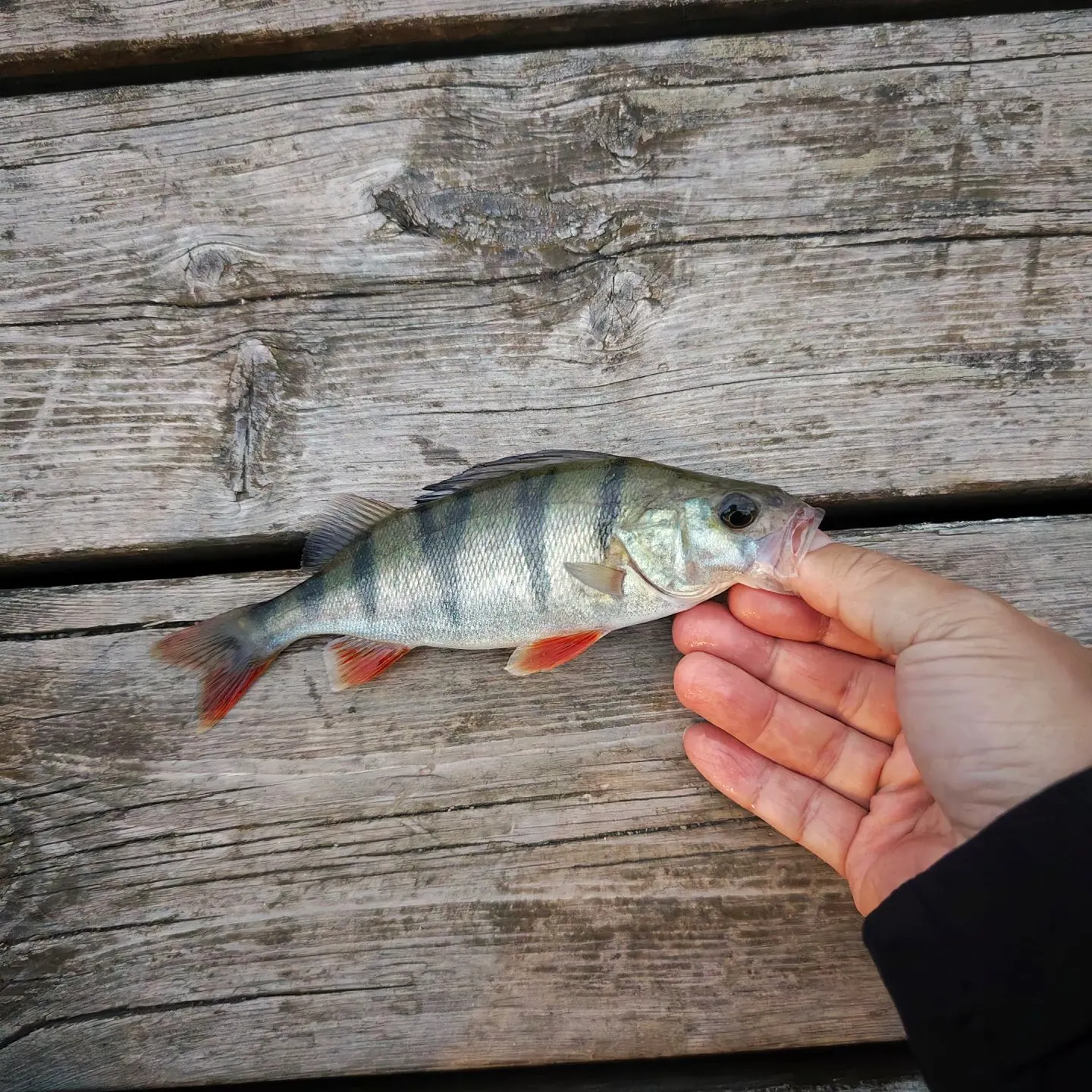European perch caught on Fishbrain