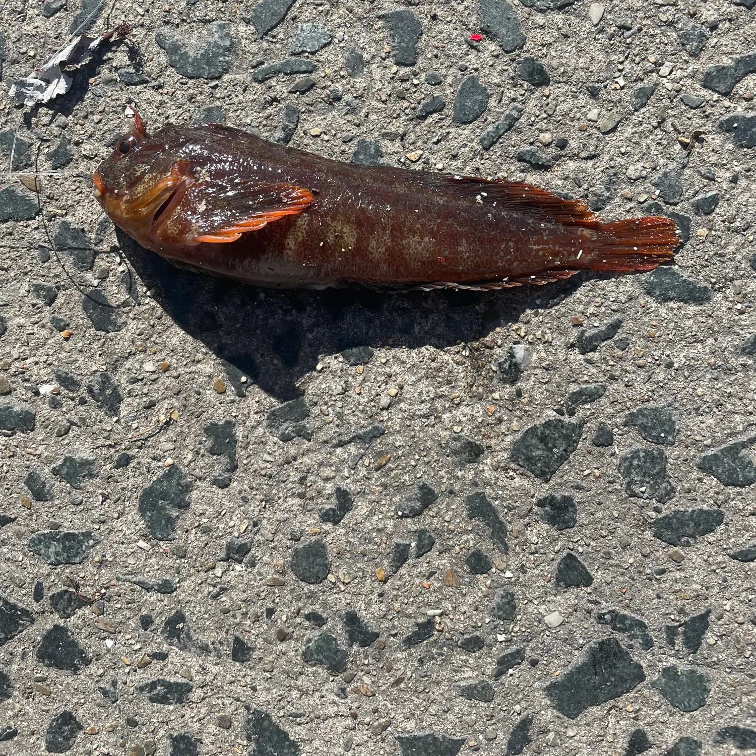Tompot blenny caught on Fishbrain