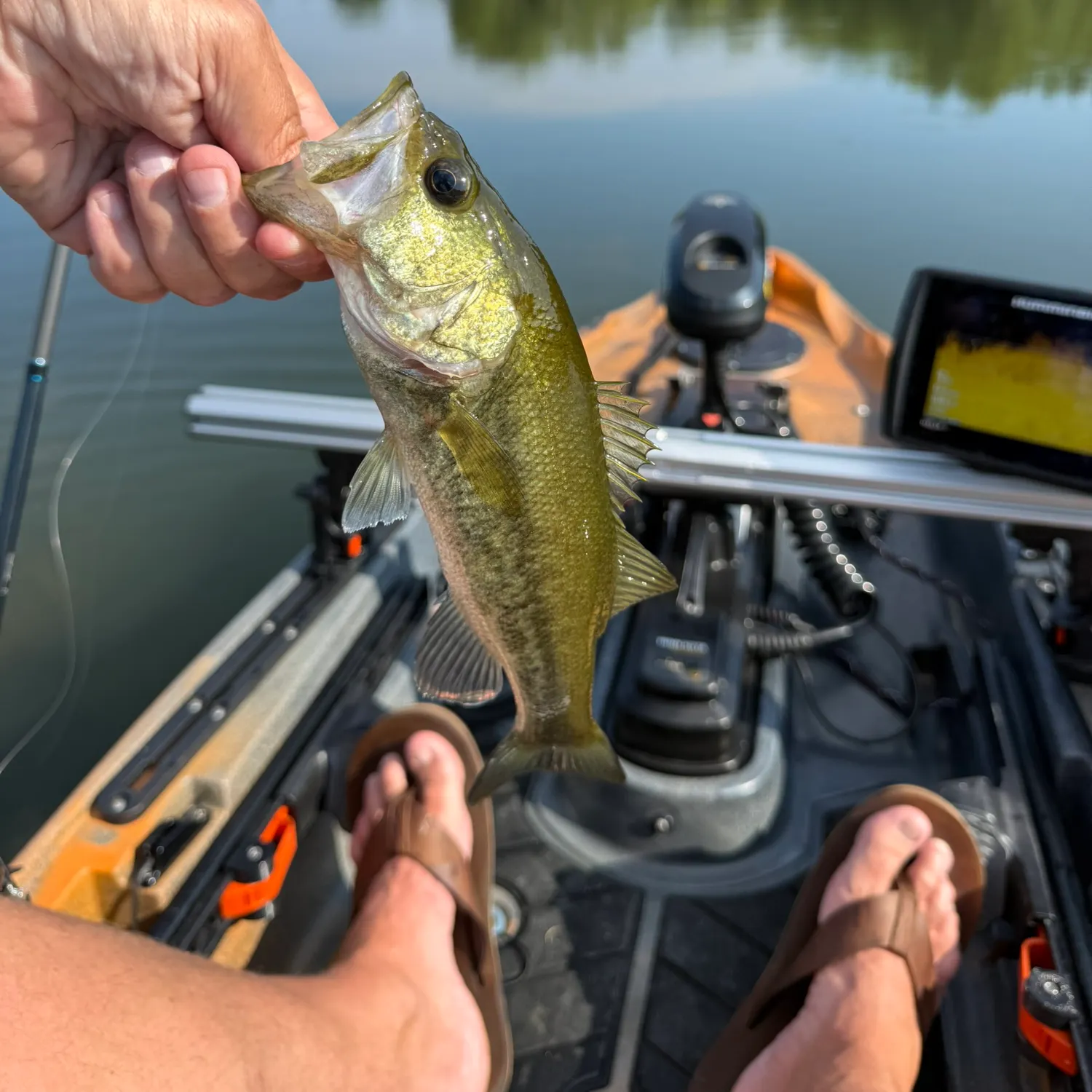 Largemouth bass caught on Fishbrain