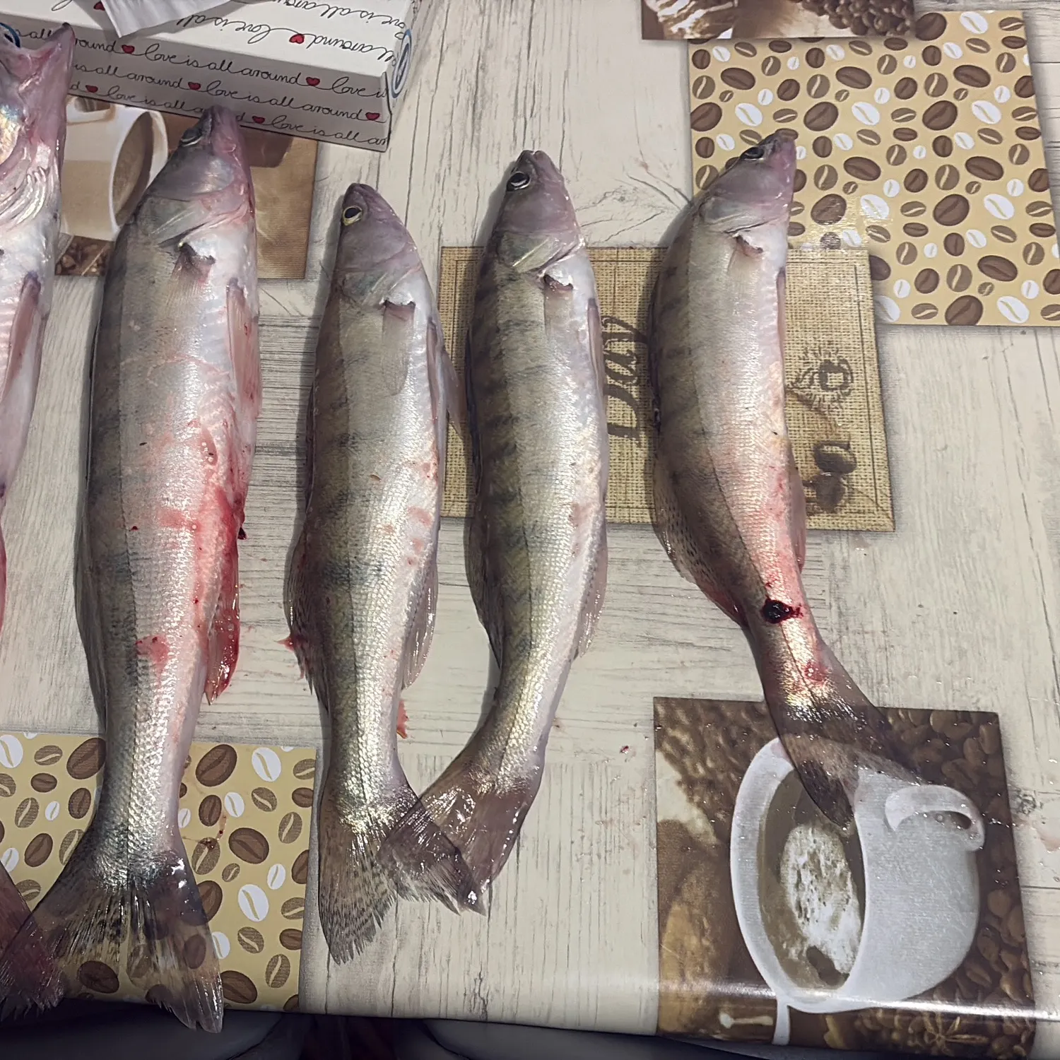 Zander caught on Fishbrain