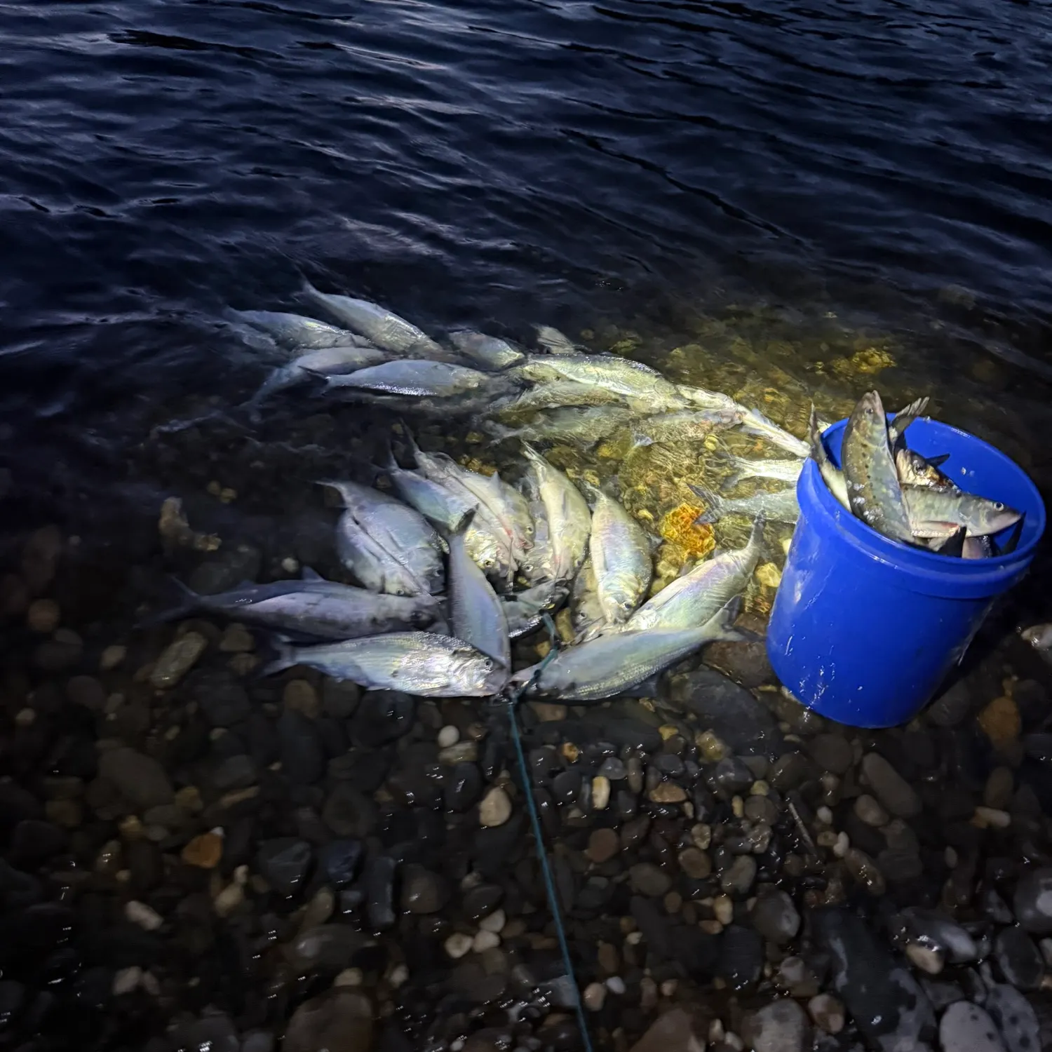 The most recent American shad catches on Fishbrain