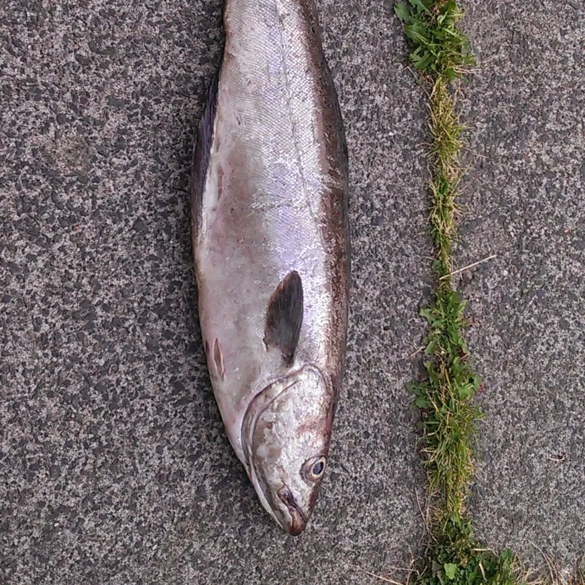 Whiting caught on Fishbrain