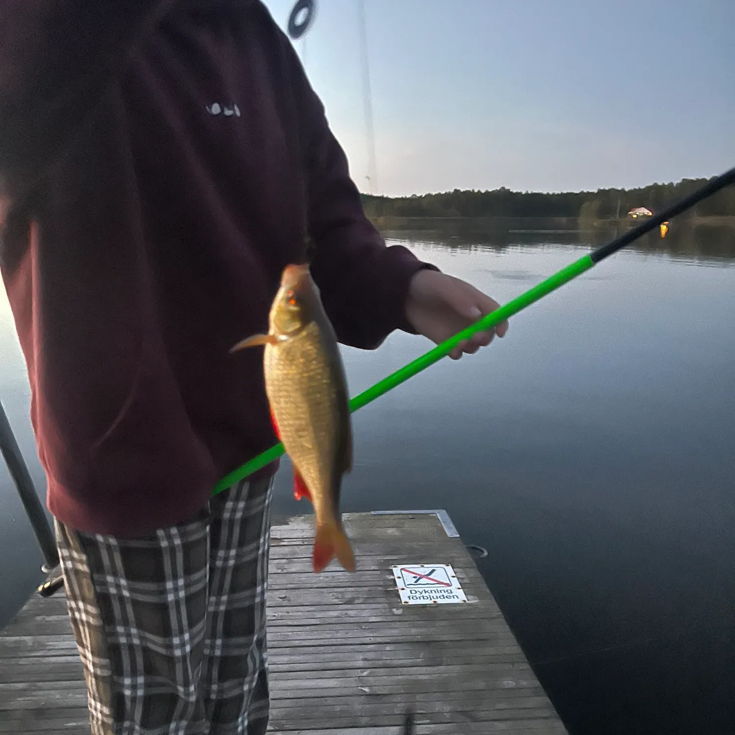 Common rudd caught on Fishbrain
