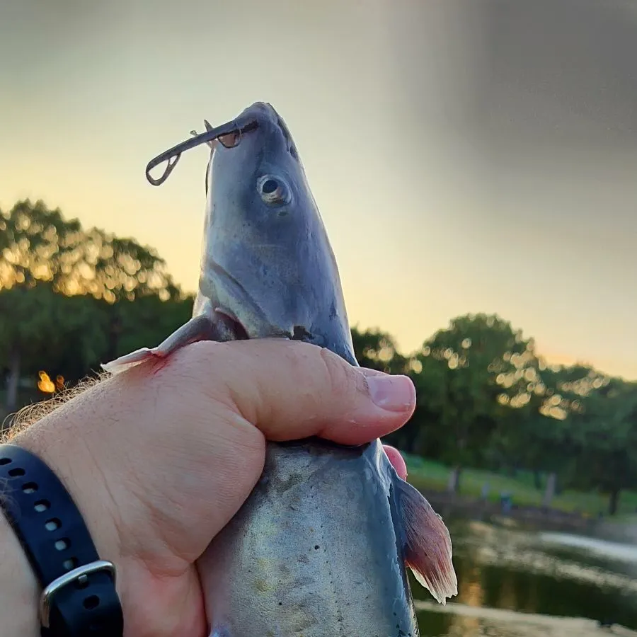 Channel catfish caught on Fishbrain