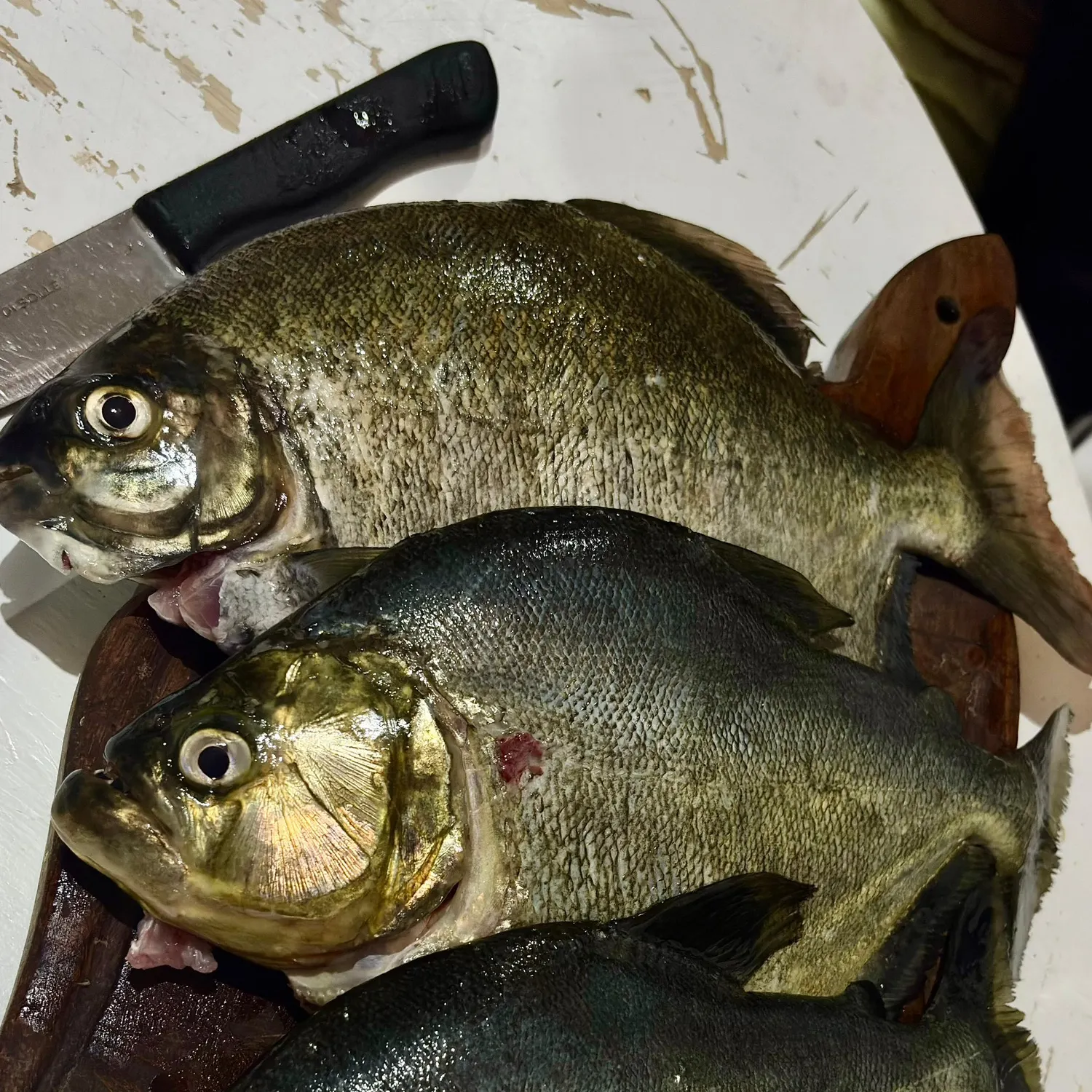 recently logged catches
