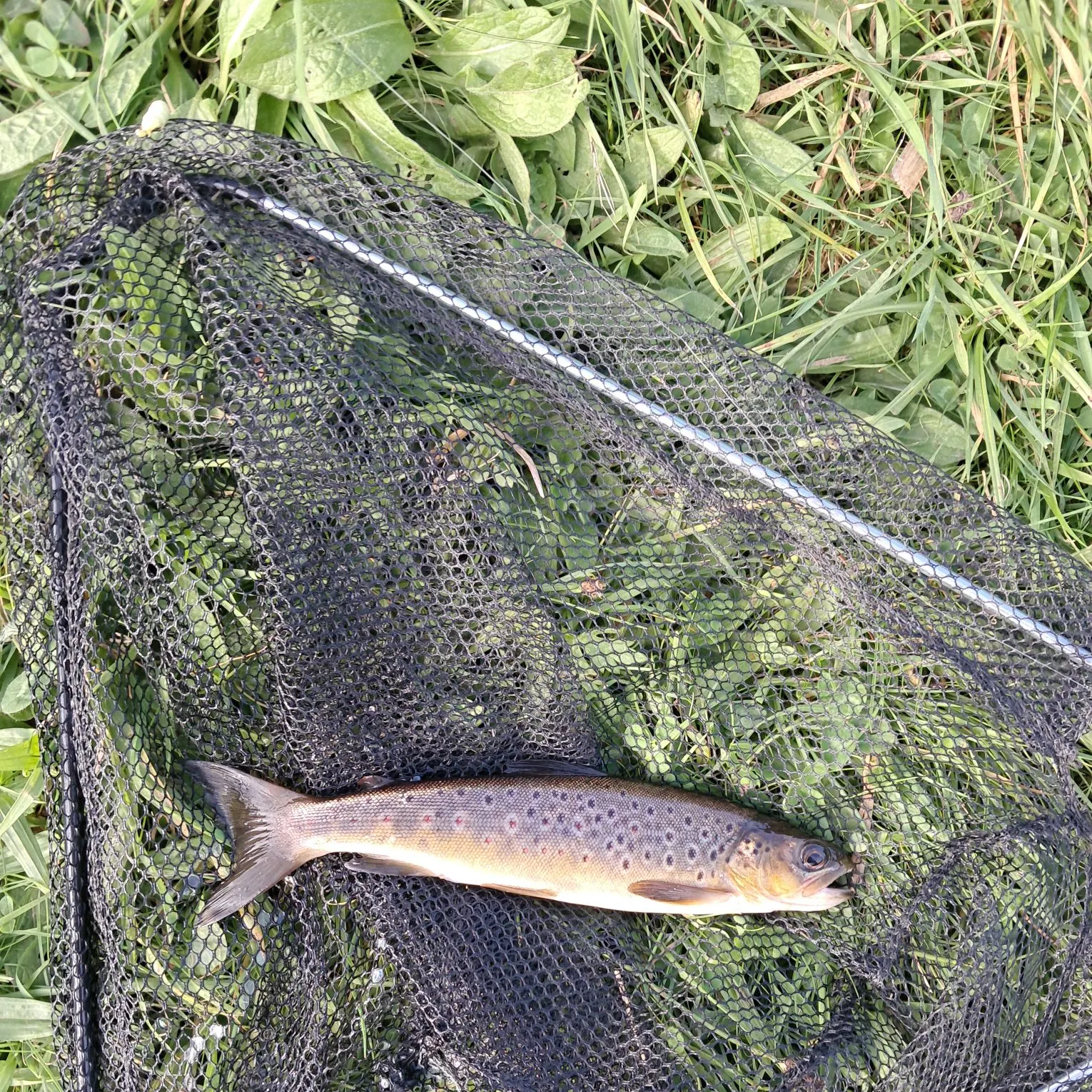 Brown trout caught on Fishbrain