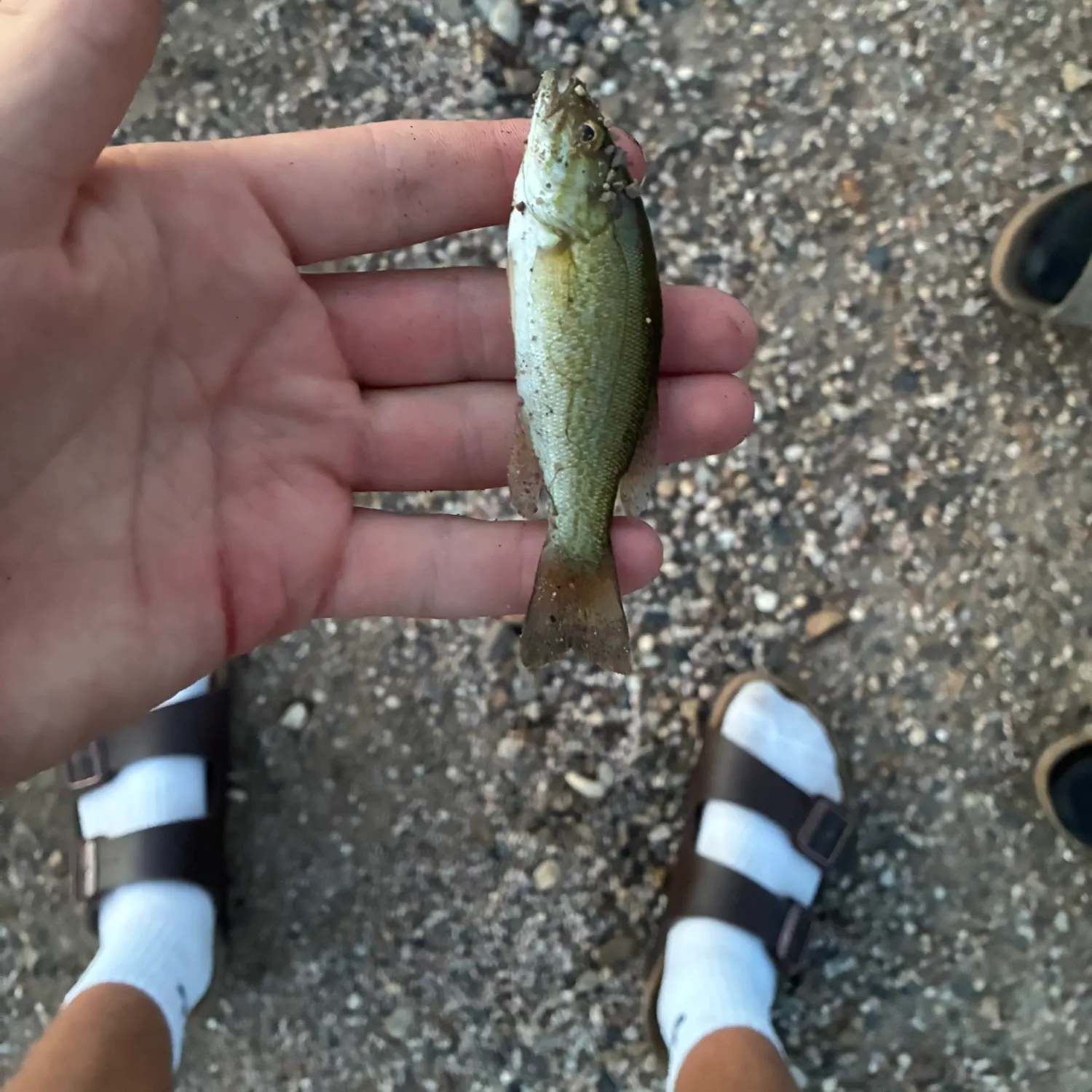 Smallmouth bass caught on Fishbrain