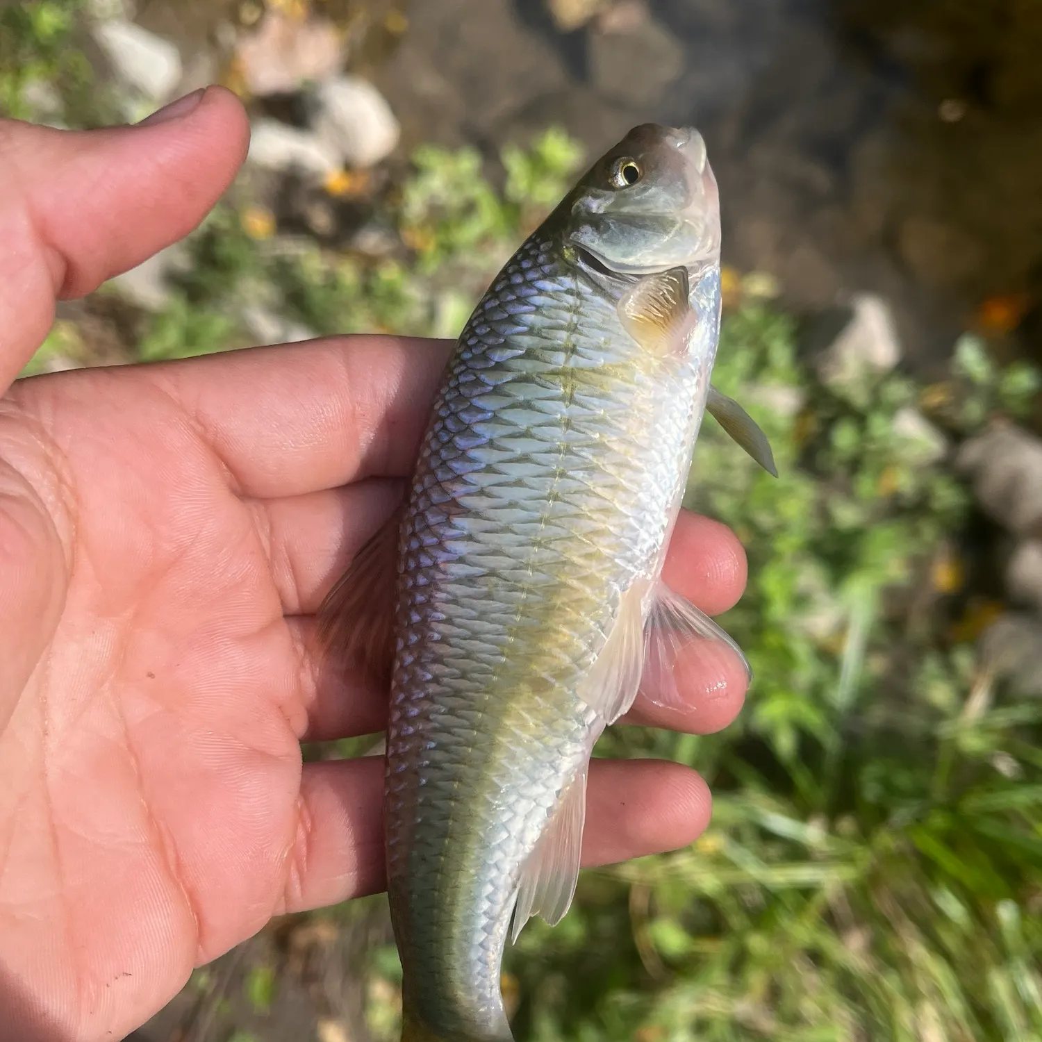 Striped shiner caught on Fishbrain