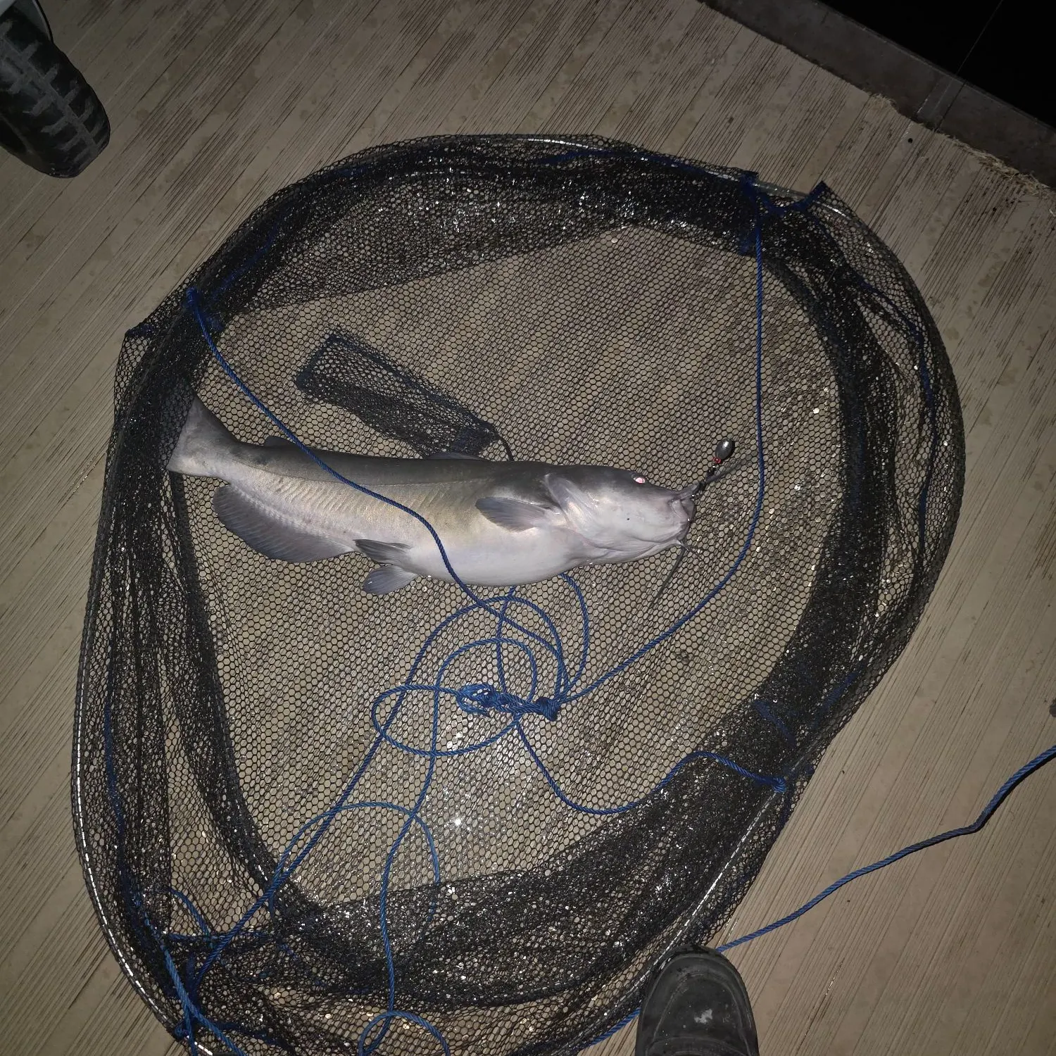 Blue catfish caught on Fishbrain