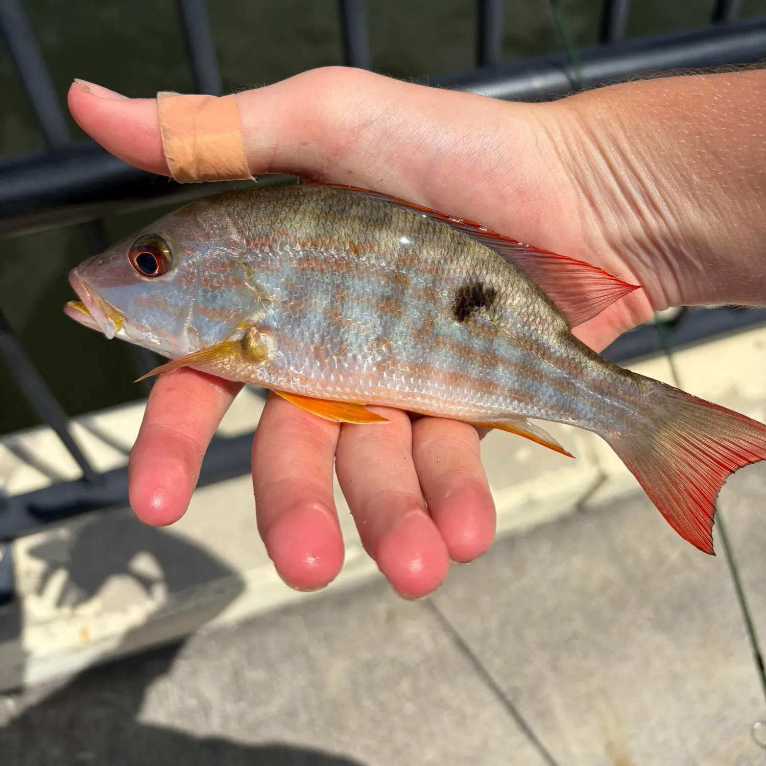 The most recent Lane snapper catches on Fishbrain