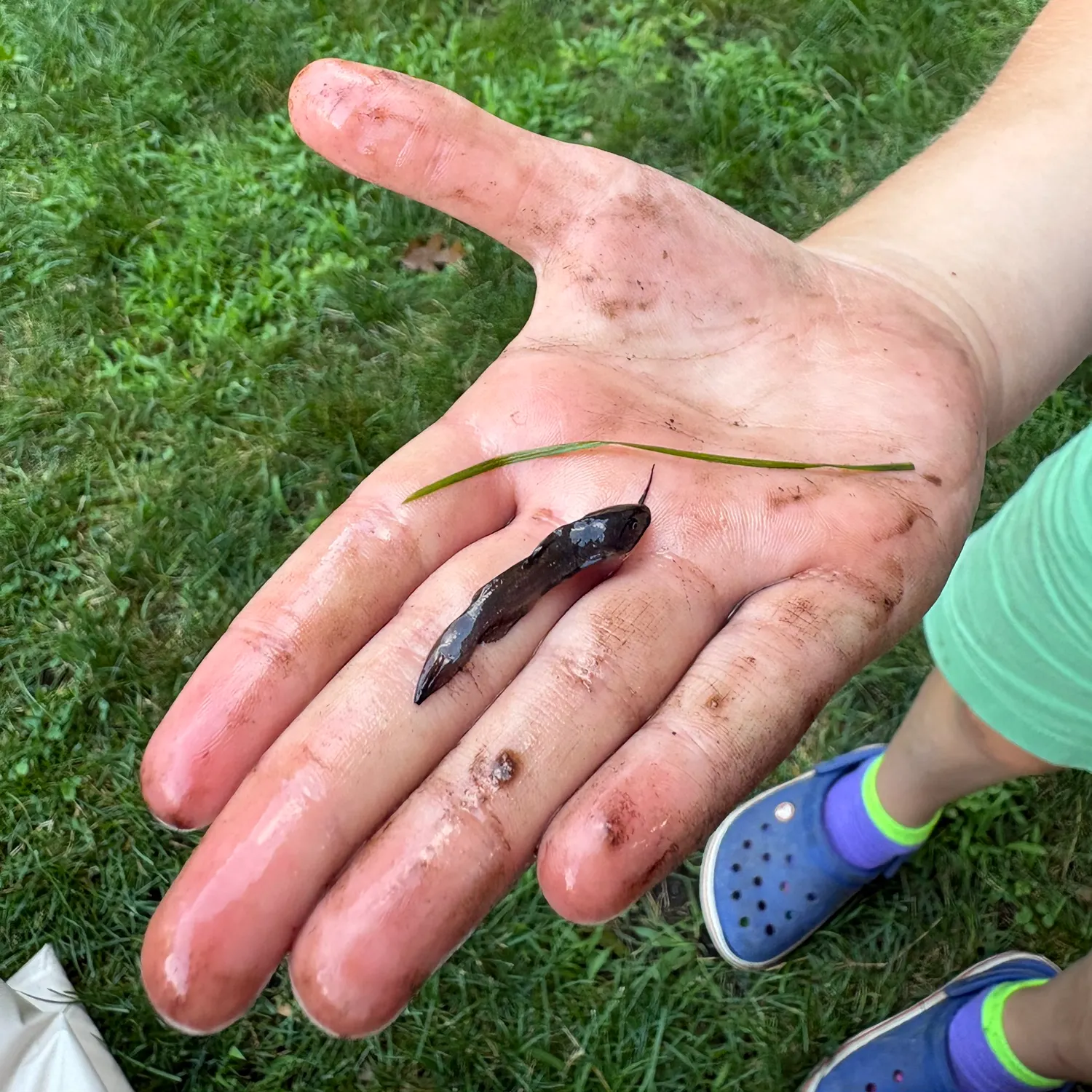 The most recent Tadpole madtom catches on Fishbrain