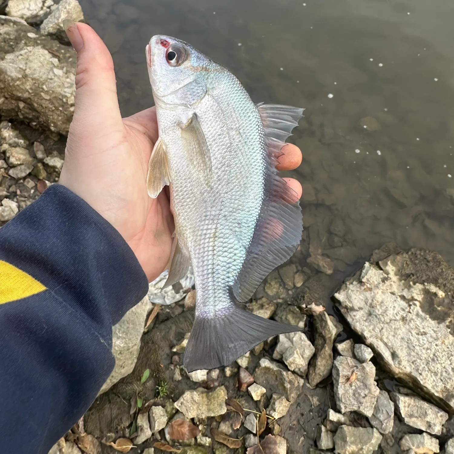 The most recent Freshwater drum catches on Fishbrain