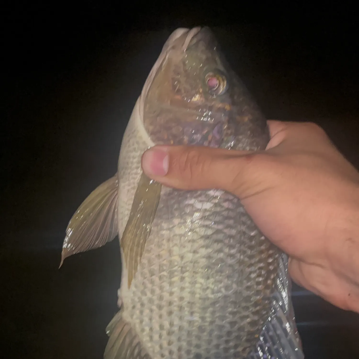 Nile tilapia caught on Fishbrain