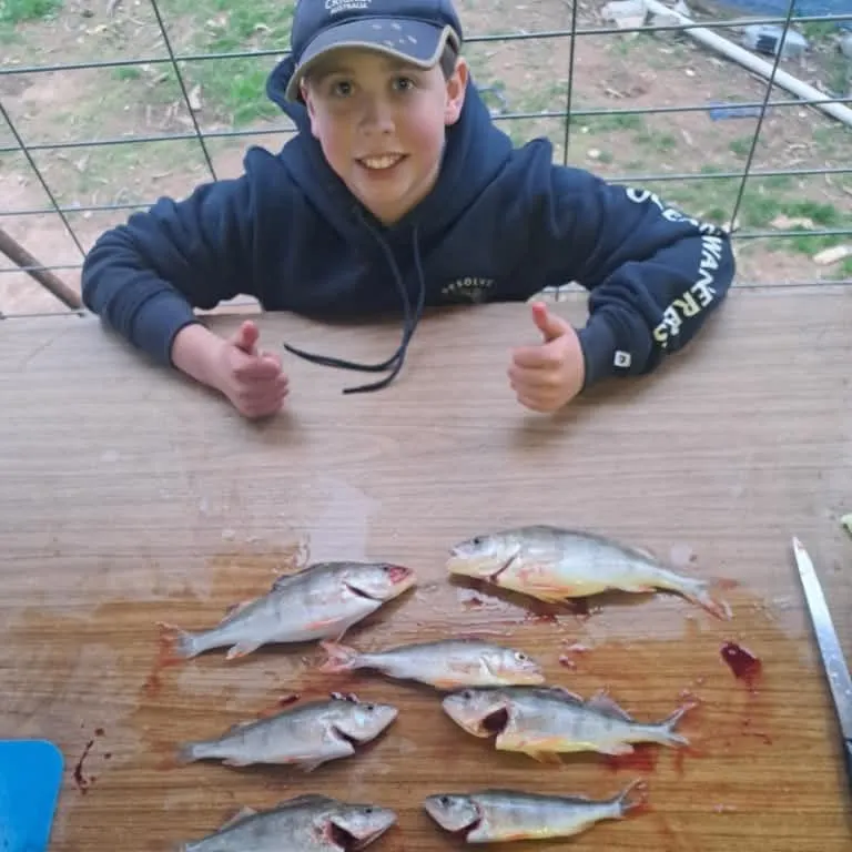 European perch caught on Fishbrain