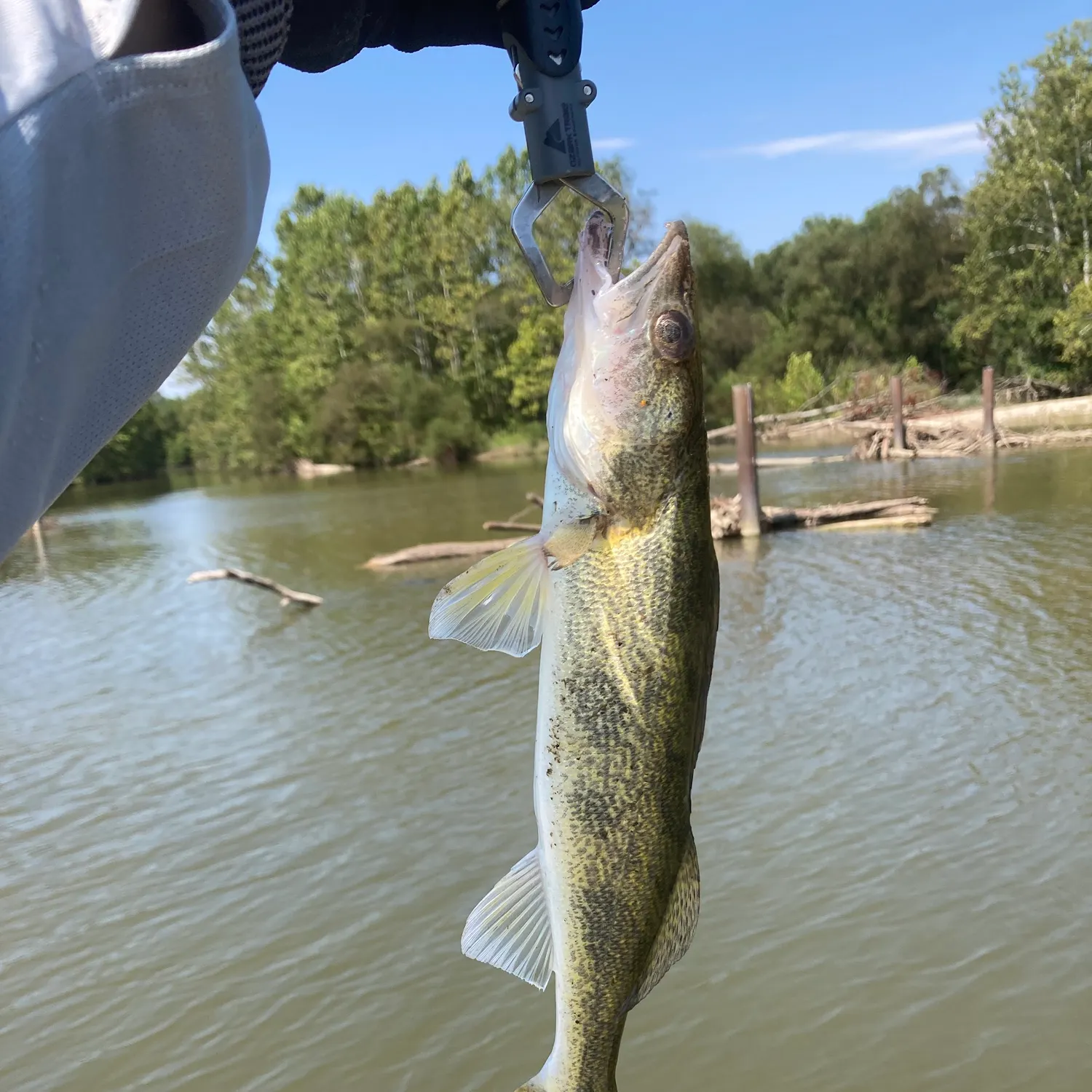 Saugeye caught on Fishbrain
