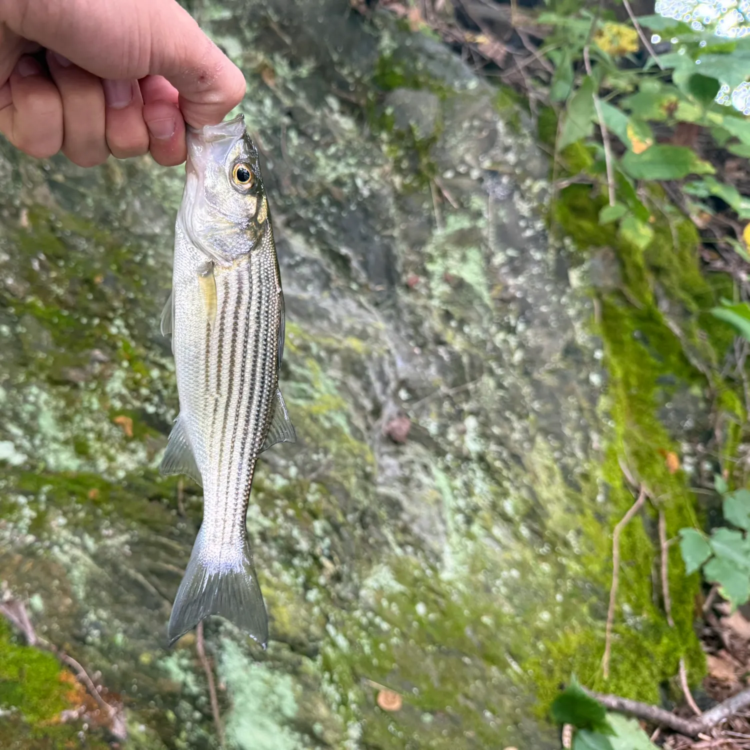 Striped bass caught on Fishbrain