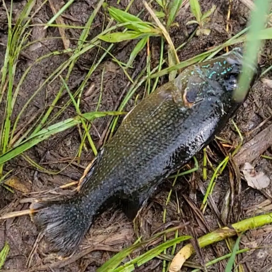 The most recent Spotted x dollar sunfish catches on Fishbrain