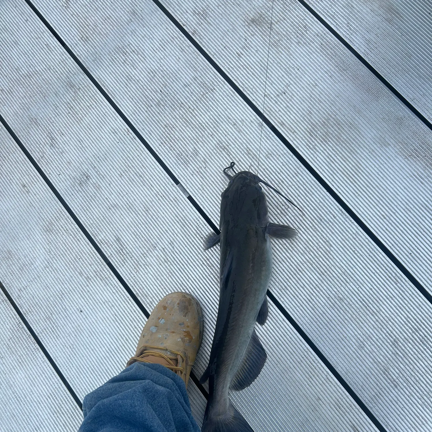 Channel catfish caught on Fishbrain