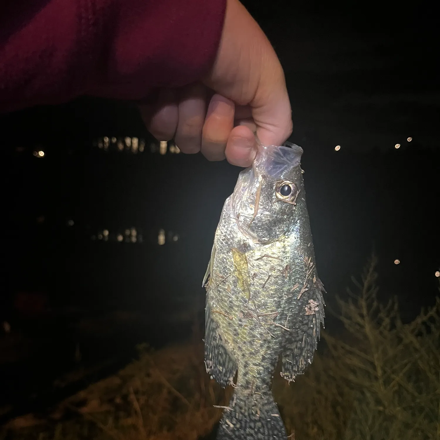 Black crappie caught on Fishbrain