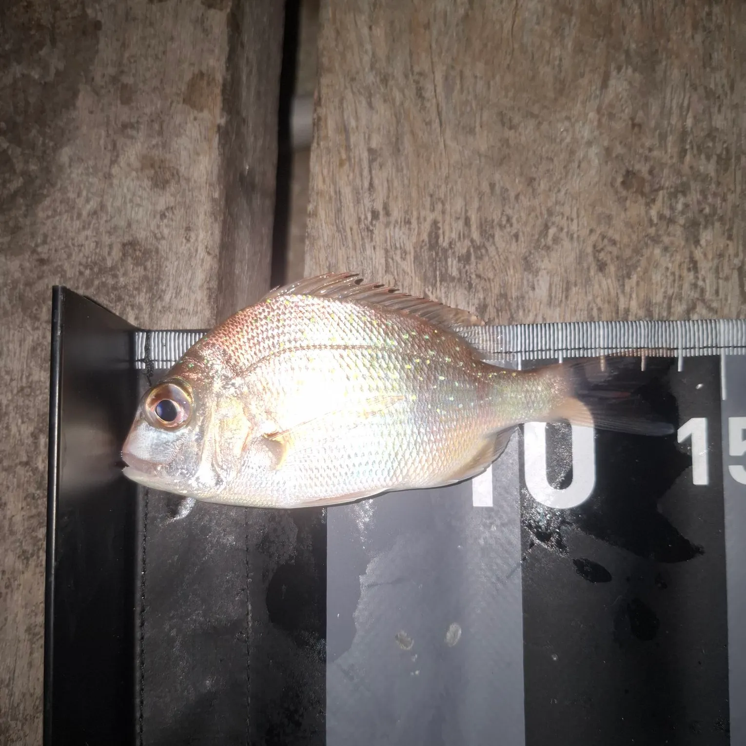 Australasian snapper caught on Fishbrain