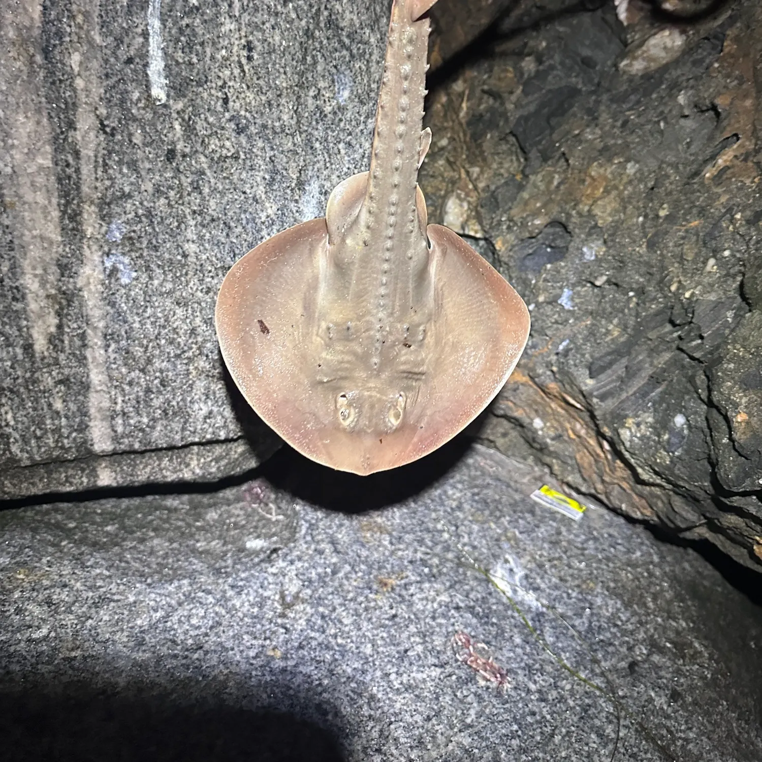 The most recent Thornback guitarfish catches on Fishbrain