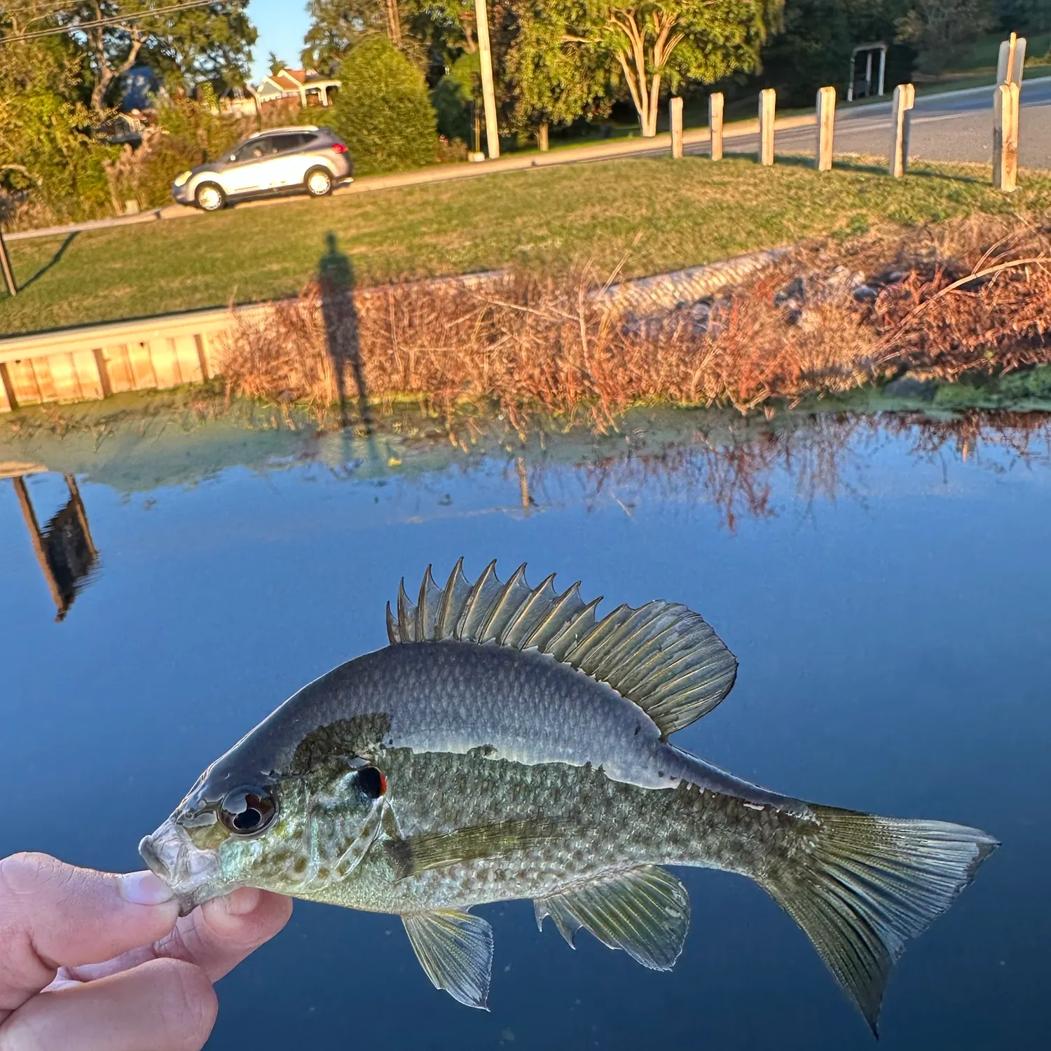 Redear sunfish caught on Fishbrain