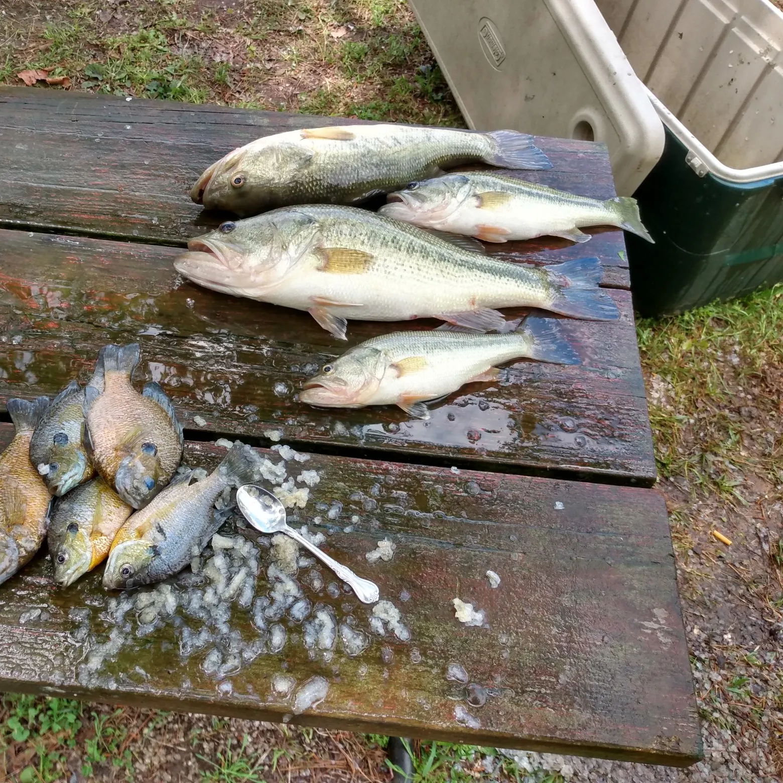 recently logged catches