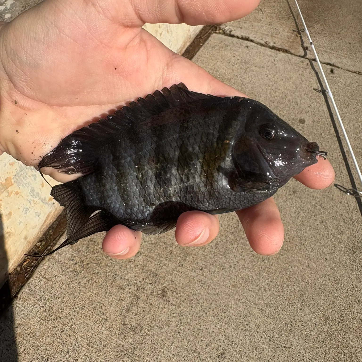 The most recent Convict cichlid catches on Fishbrain