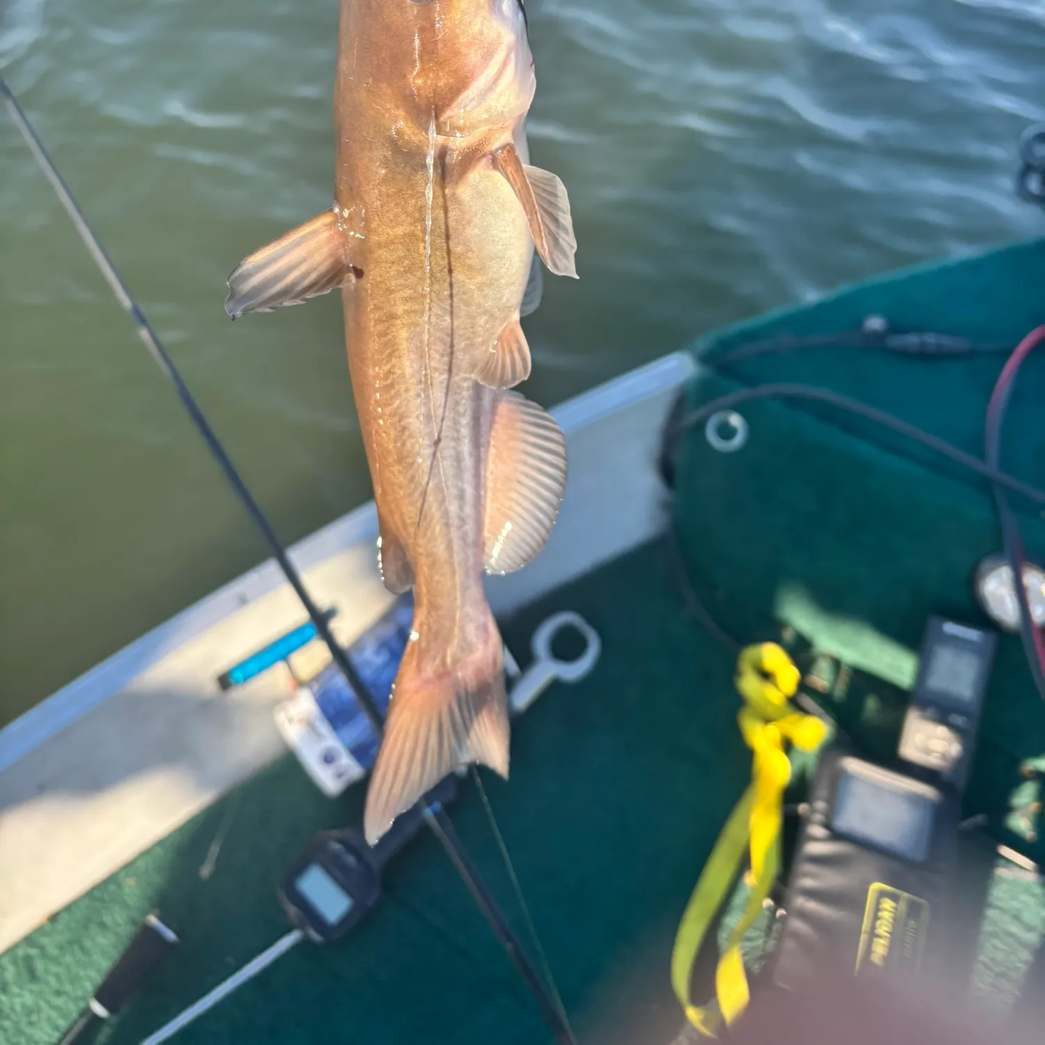 Channel catfish caught on Fishbrain