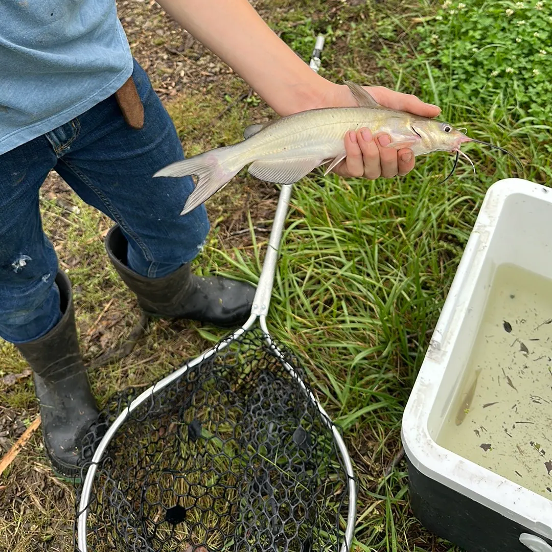 Channel catfish caught on Fishbrain
