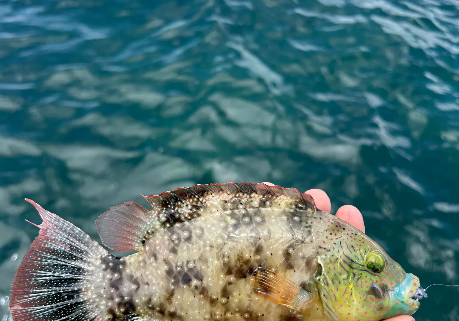 Floral wrasse