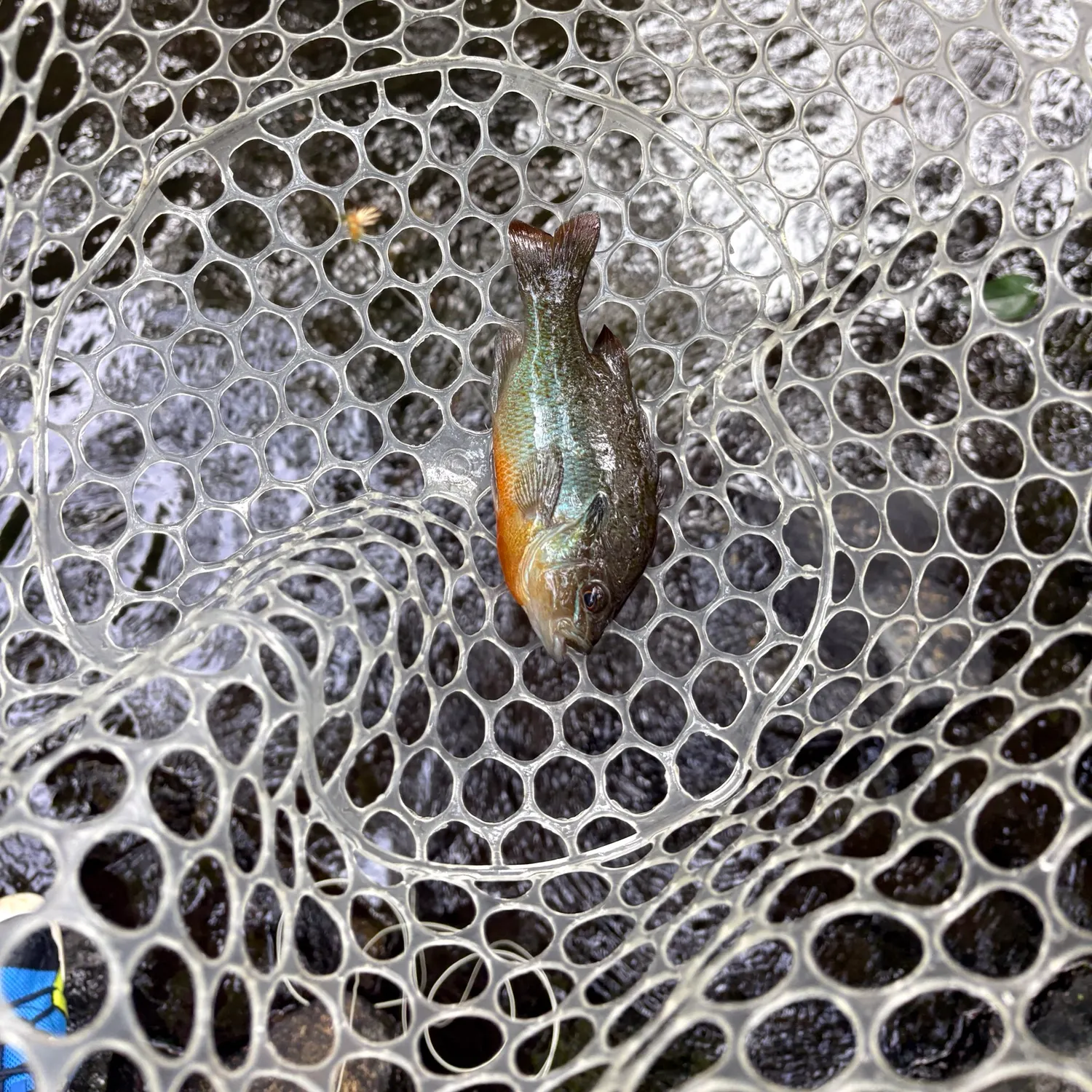 Redbreast sunfish caught on Fishbrain