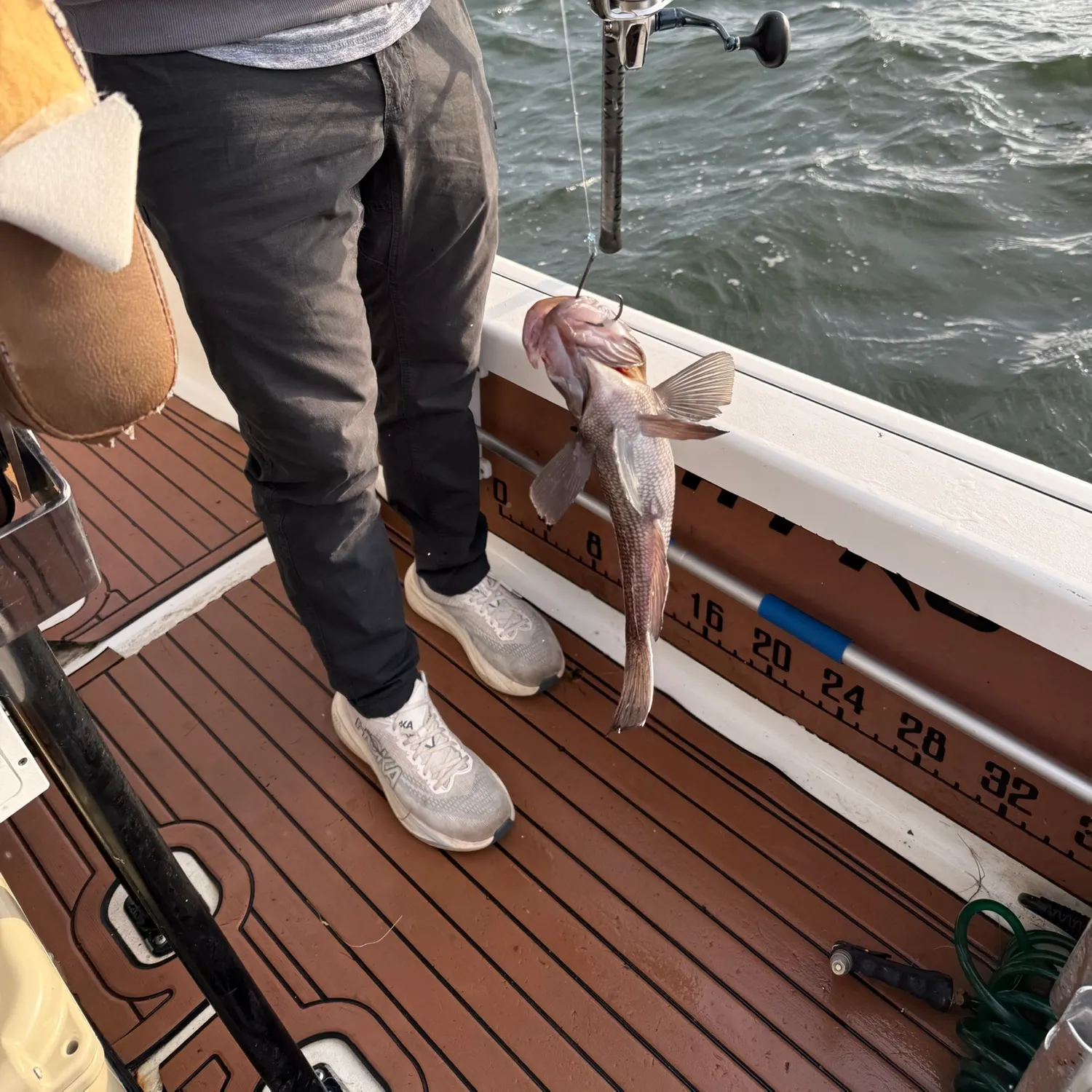 The most recent Giant sea bass catches on Fishbrain