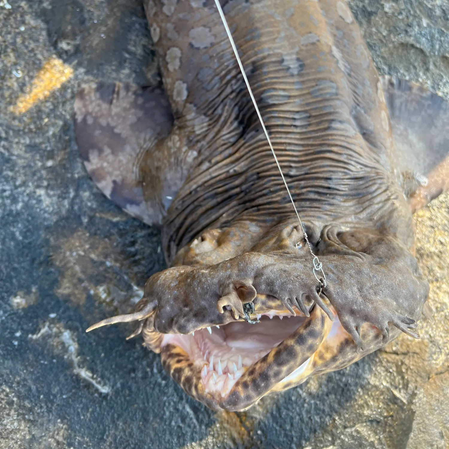 The most recent Spotted wobbegong catches on Fishbrain