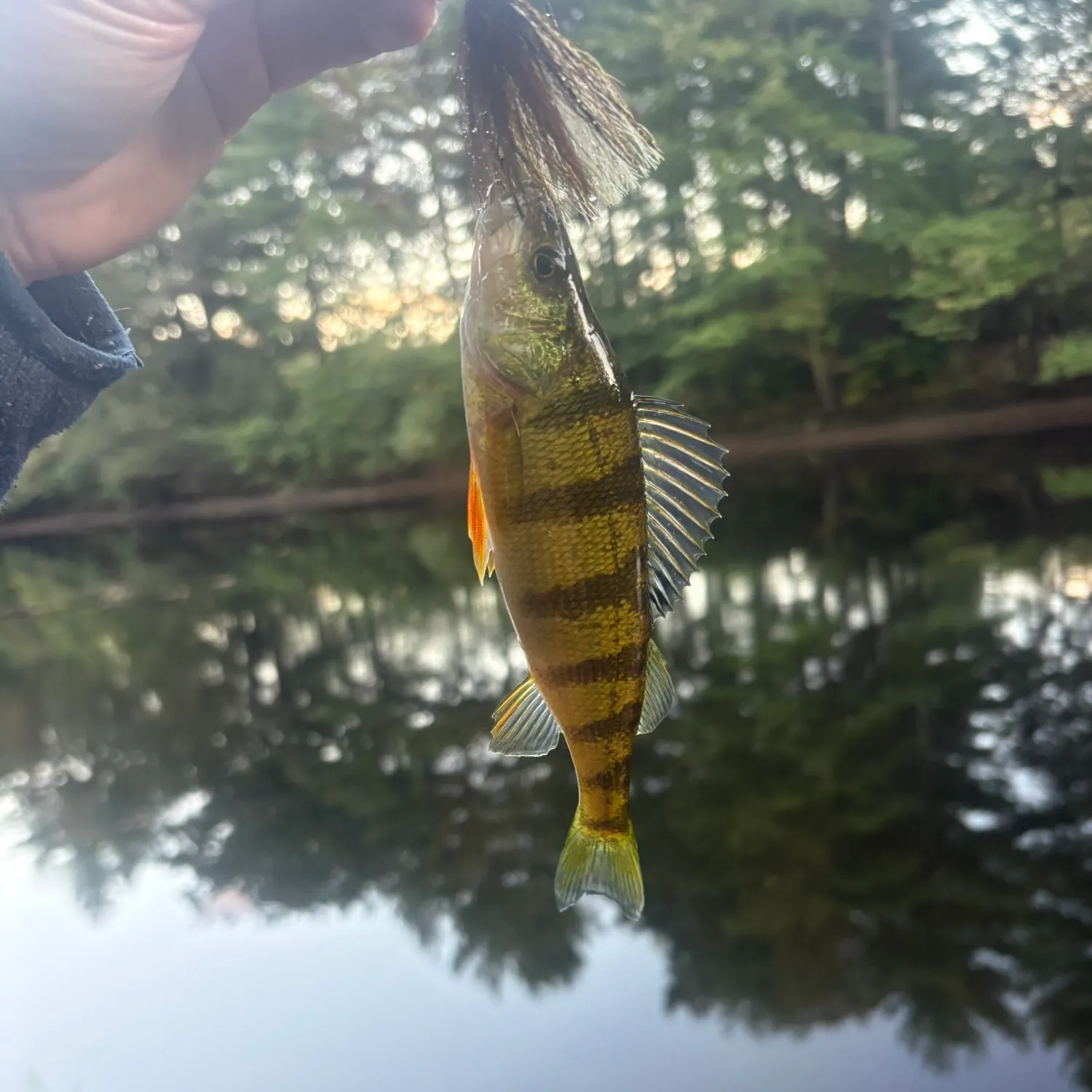 Yellow perch caught on Fishbrain
