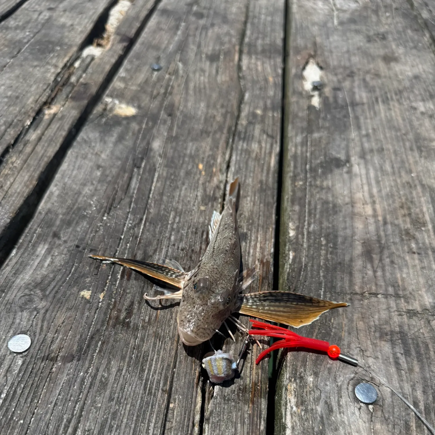 recently logged catches