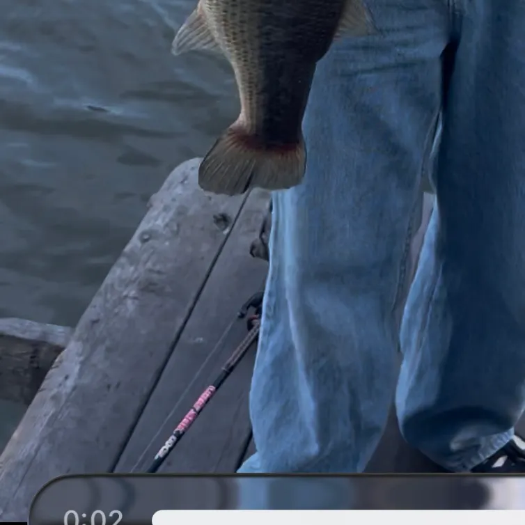 Largemouth bass caught on Fishbrain