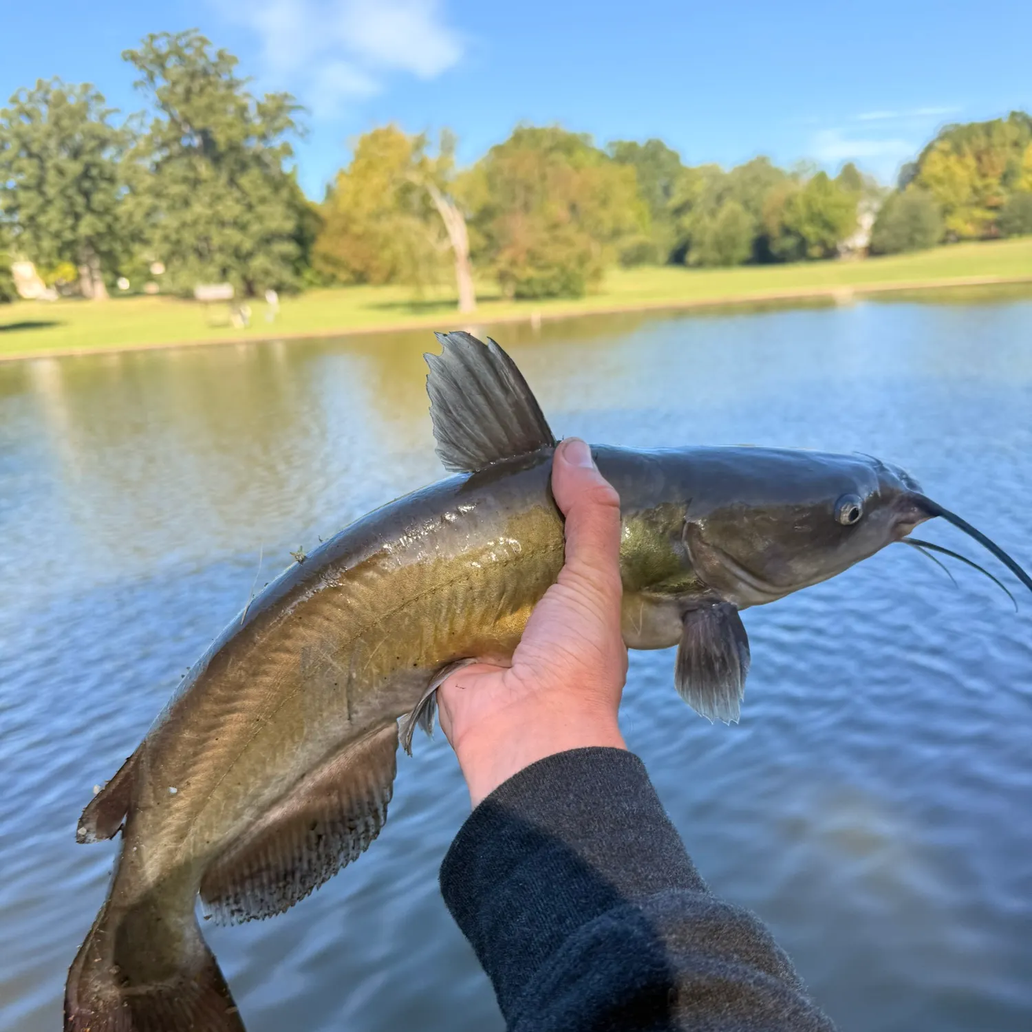 Channel catfish caught on Fishbrain