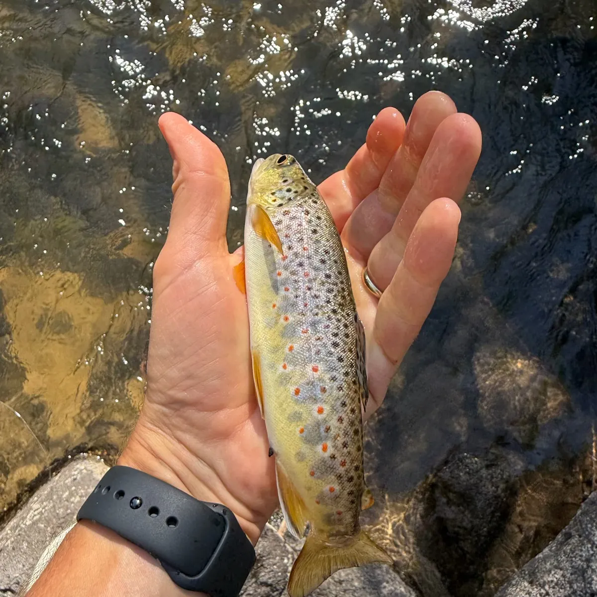 Brown trout caught on Fishbrain