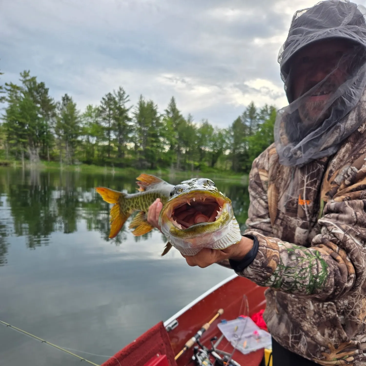 The most recent Muskellunge catches on Fishbrain