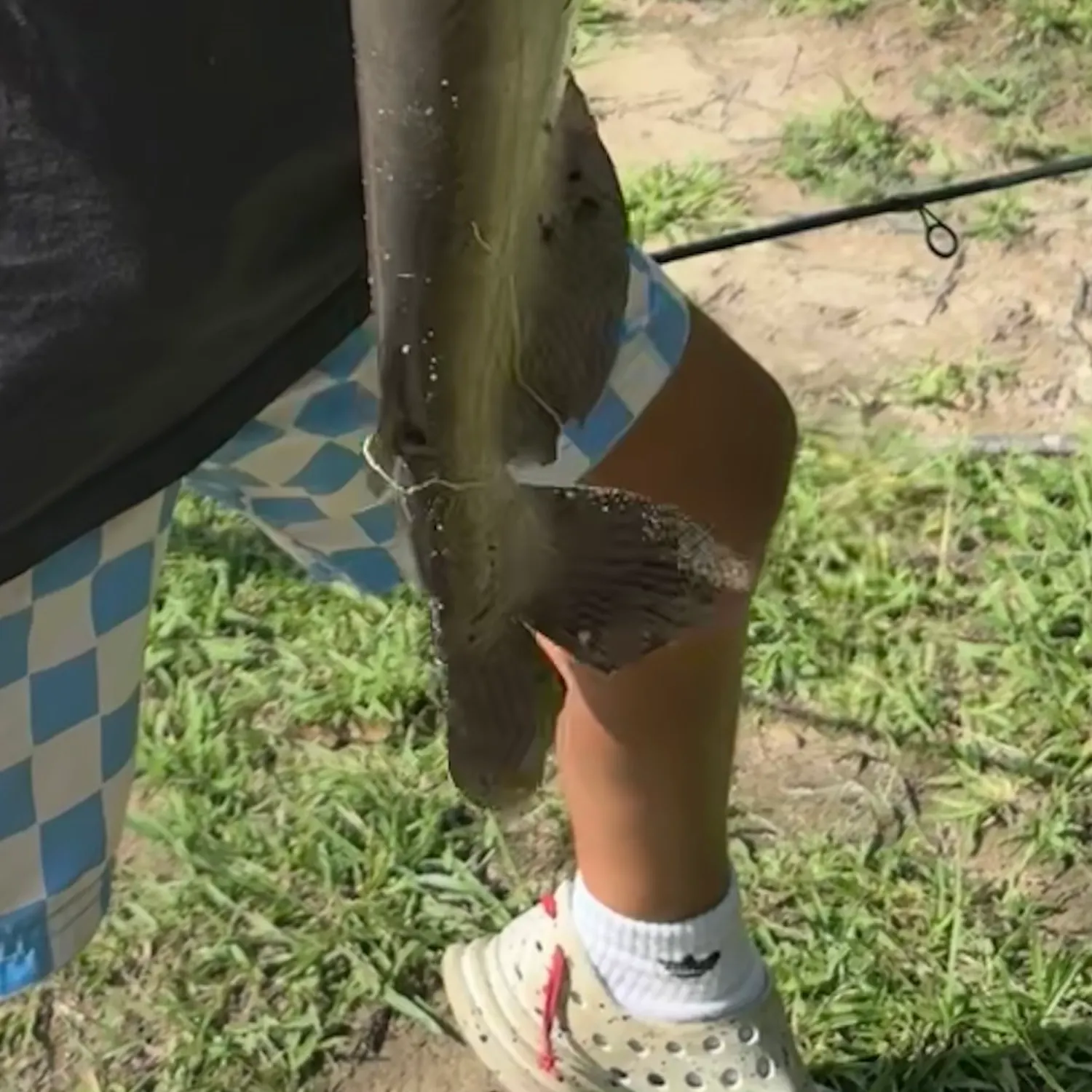 Channel catfish caught on Fishbrain