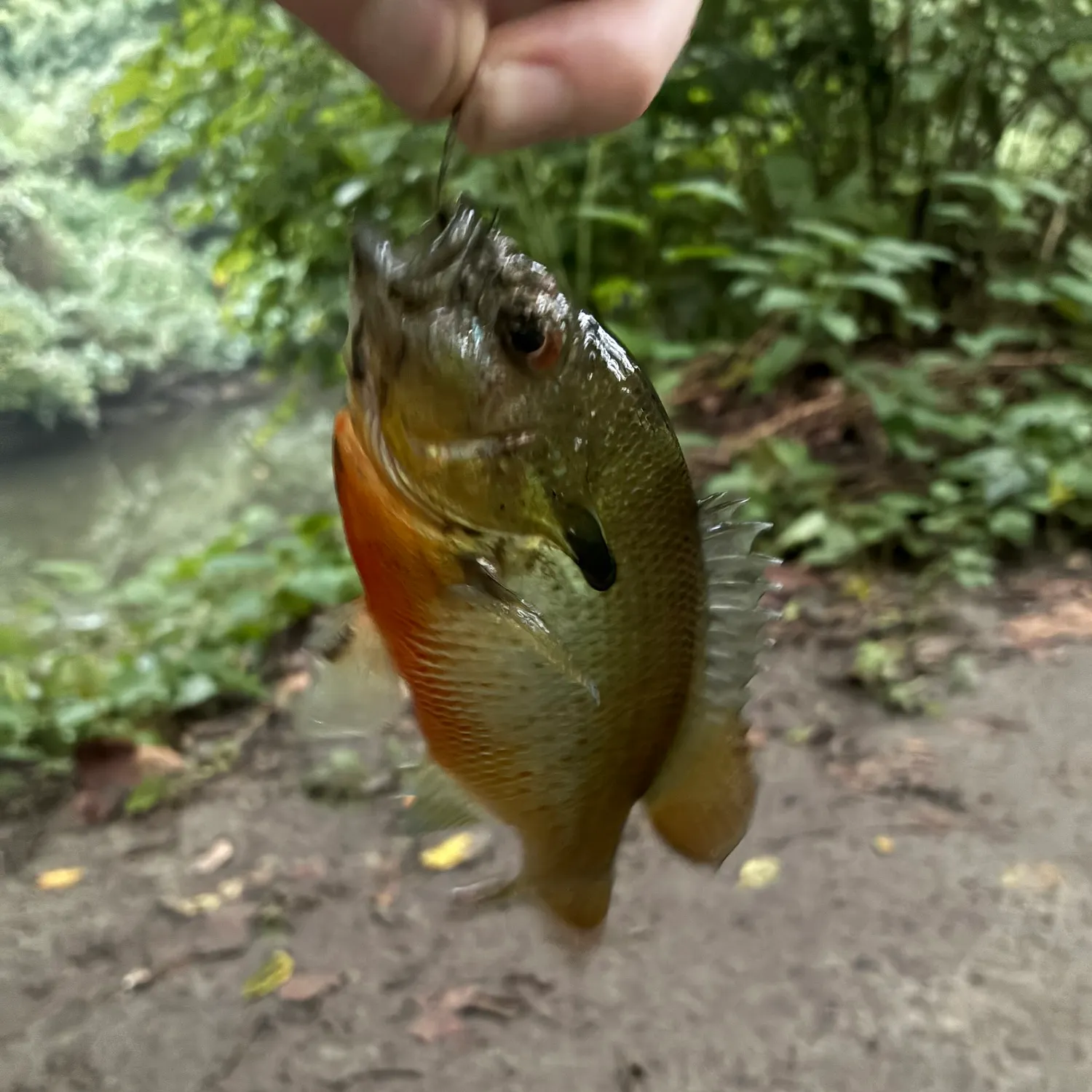 Redbreast sunfish caught on Fishbrain