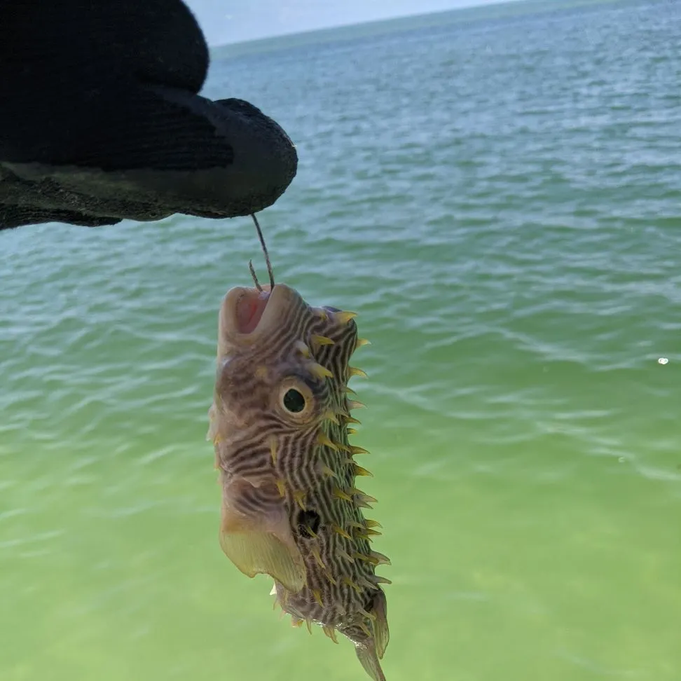 The most recent Striped burrfish catches on Fishbrain