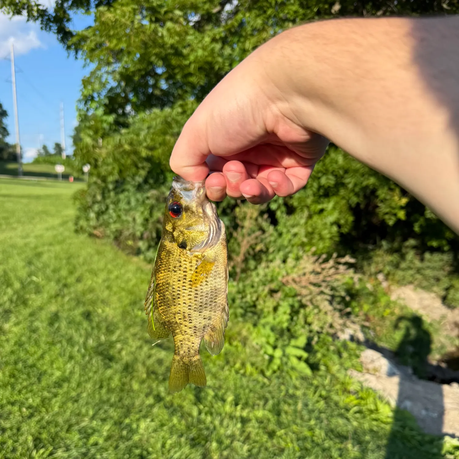 Rock bass caught on Fishbrain