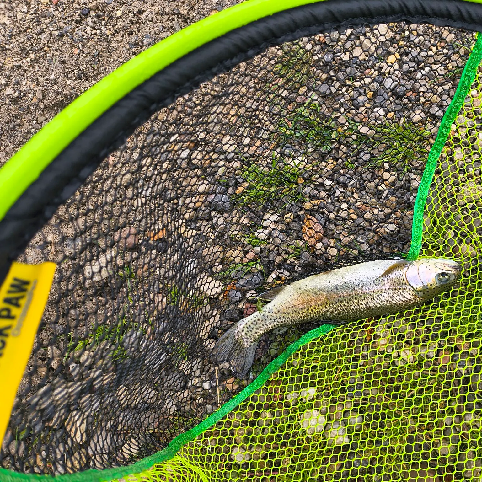 Rainbow trout caught on Fishbrain