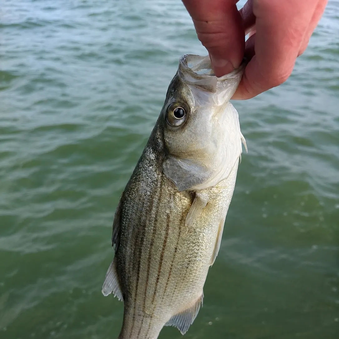 White bass caught on Fishbrain