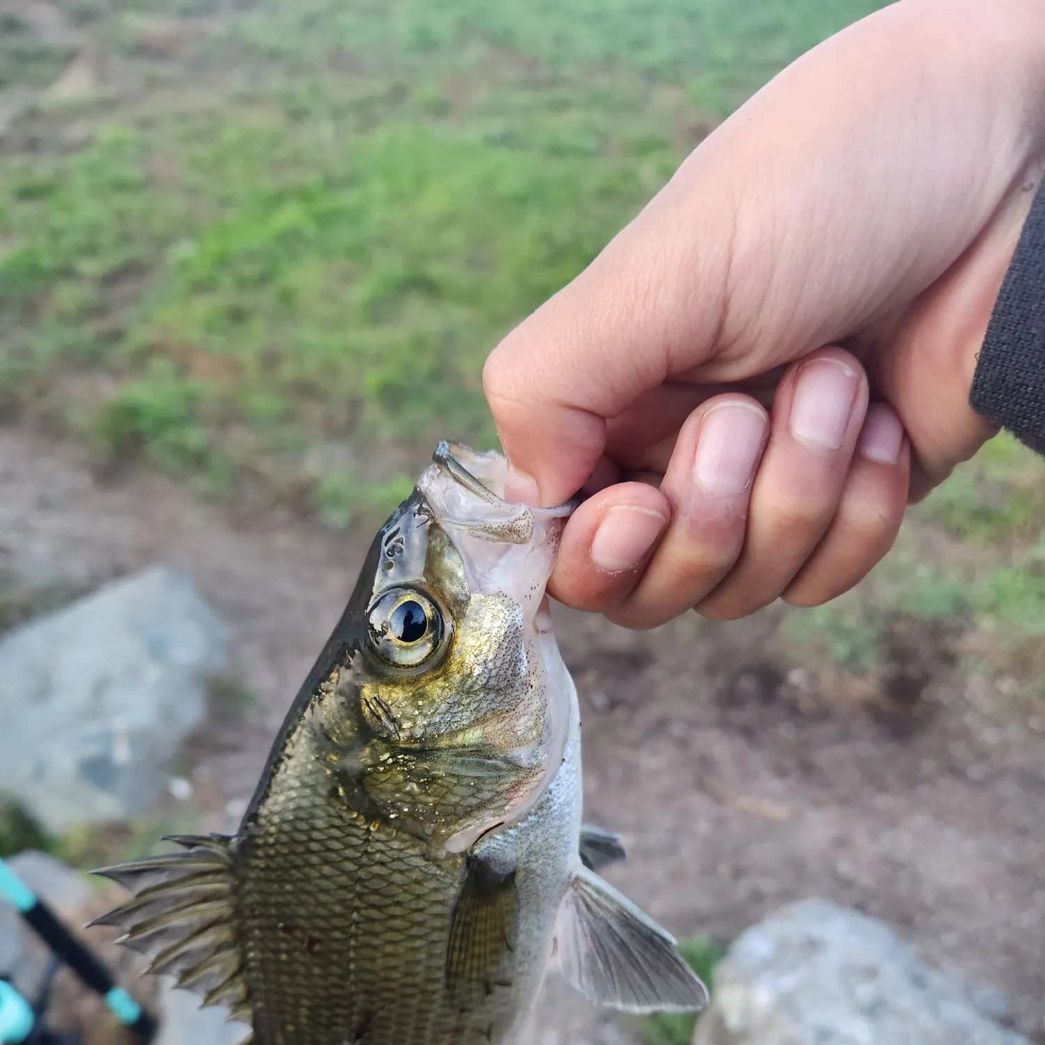 White perch caught on Fishbrain