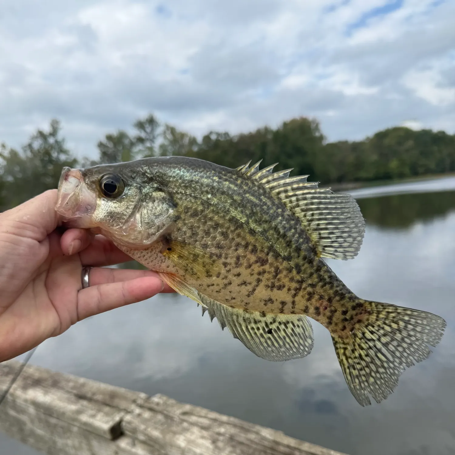 Black crappie caught on Fishbrain