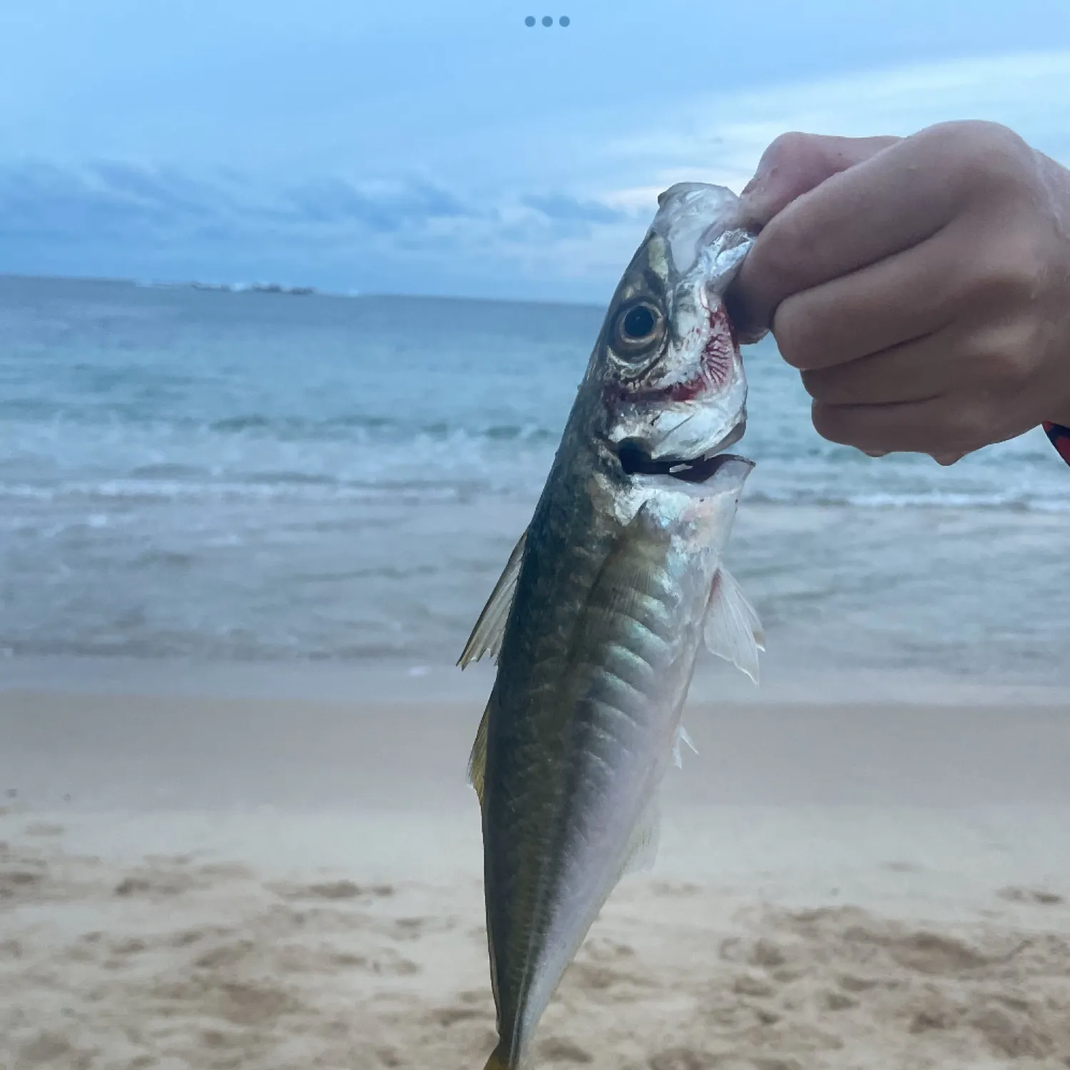 The most recent Yellowtail scad catches on Fishbrain